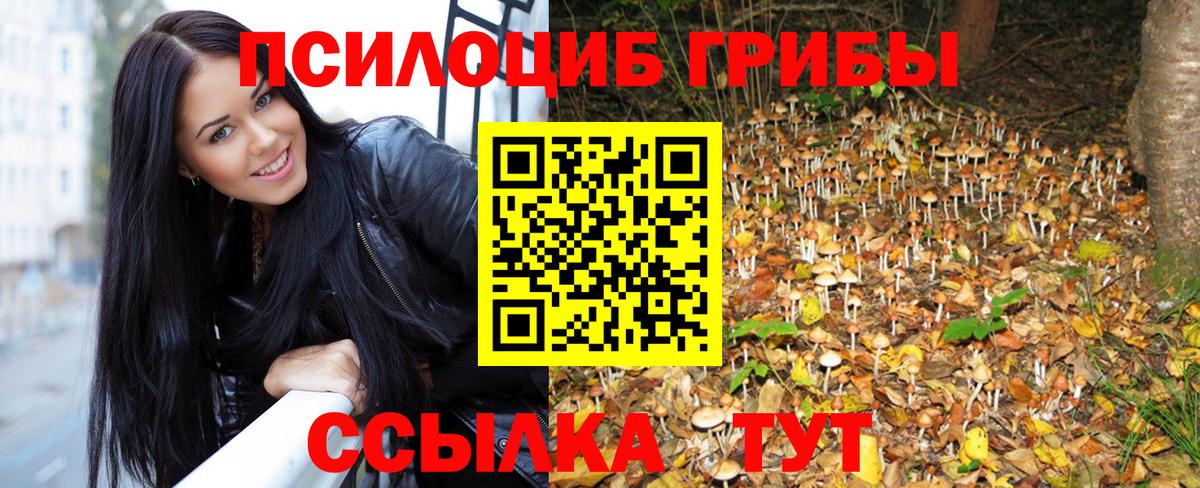 Псилоцибиновые грибы Psilocybe Гай